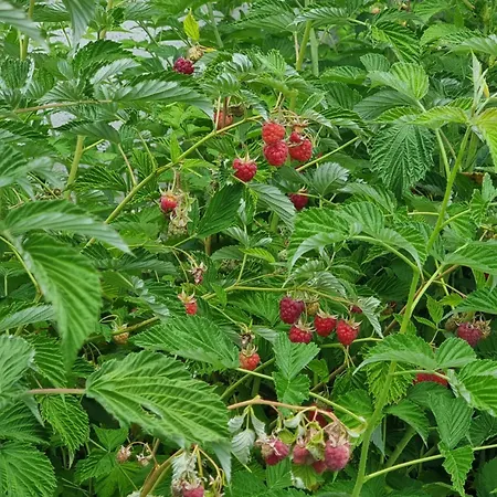 на село Nyaraló