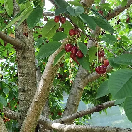 на село Nyaraló
